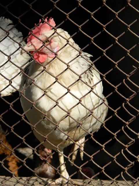 哈登重伤后续！恶心，太恶心了！NBA又一球星杀手.