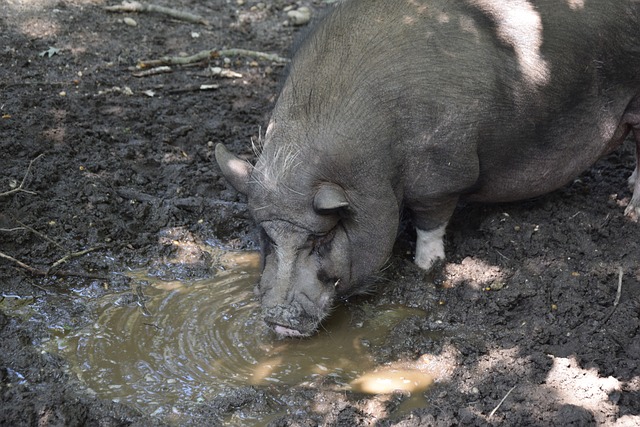 水晶宮簽下19歲巴西前腰弗蘭卡！.